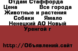 Отдам Стаффорда › Цена ­ 2 000 - Все города Животные и растения » Собаки   . Ямало-Ненецкий АО,Новый Уренгой г.